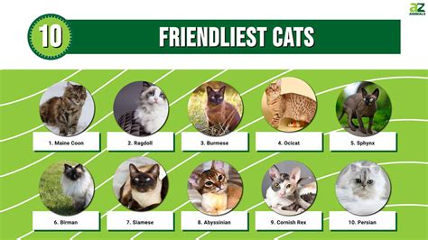 top 10 friendliest cats